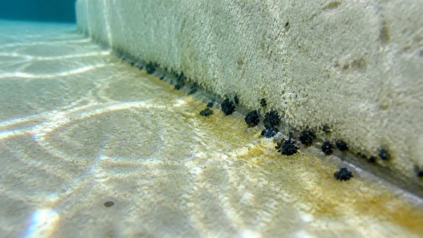 Dark blue-black algae spots cluster in the grout line of a pool plaster step corner underwater, with a faint yellow film along the shaded wall base.