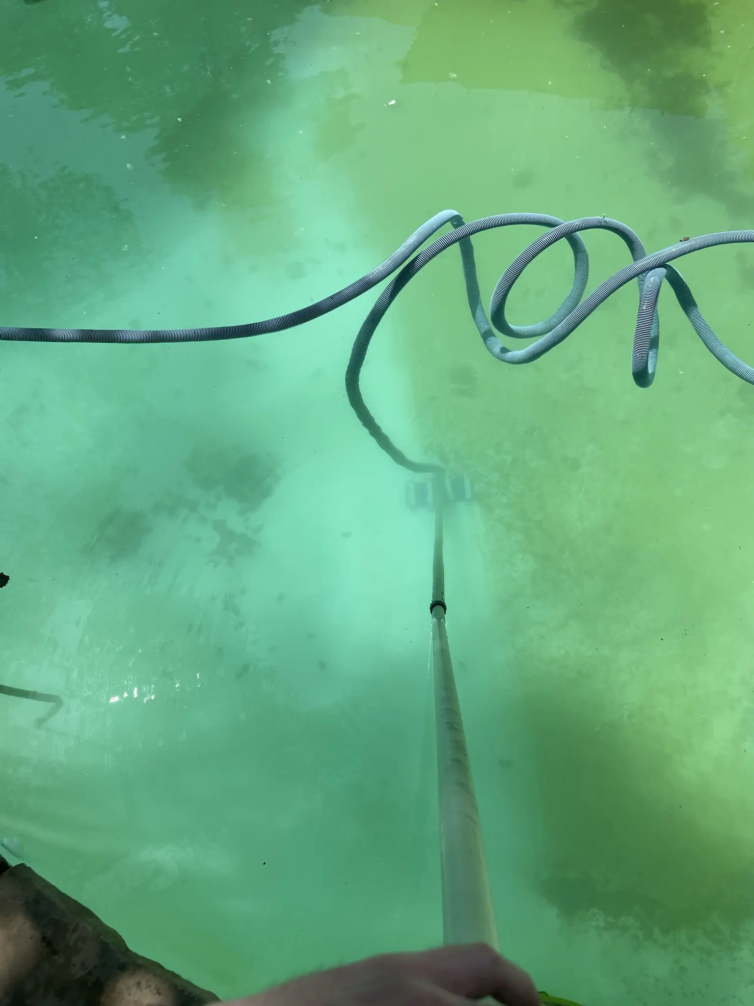 Underwater vacuum removing algae from pool floor